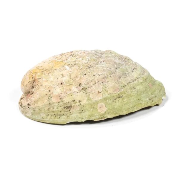 Conchiglia Abalone Arcobaleno