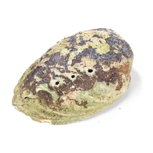 Conchiglia Abalone Arcobaleno